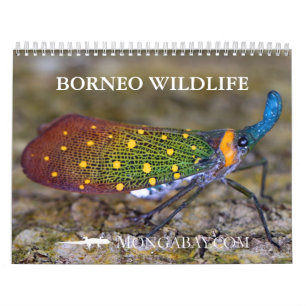 Kalender för Borneo Rainforestdjur