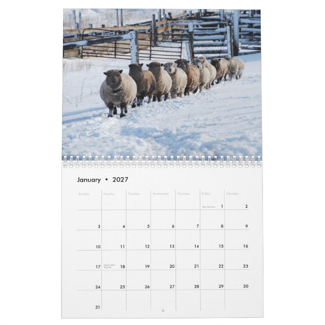 Kalender för får 2013 NABSSAR för Babydoll (Jan 2027)