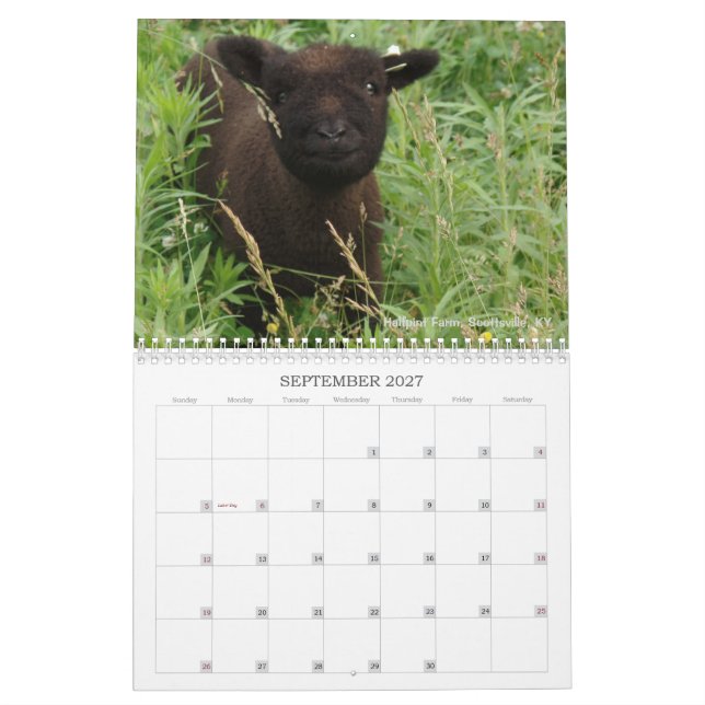 Kalender för får 2017 NABSSAR för Babydoll (Sep 2027)