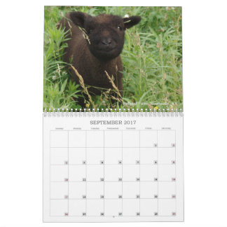 Kalender för får 2017 NABSSAR för Babydoll