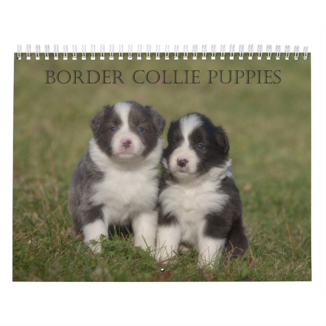 Kalender för gräns Collie Puppies-väggen (Omslag)