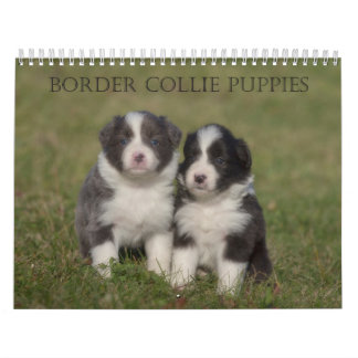 Kalender för gräns Collie Puppies-väggen