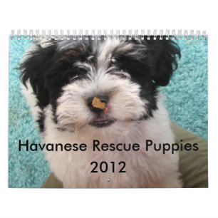 Kalender för Havanese räddingvalp