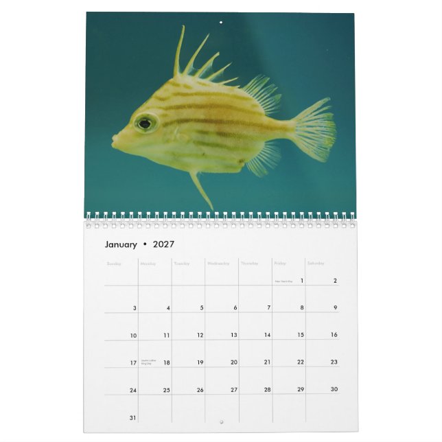 Kalender för havdjurlivfotografi (Jan 2027)