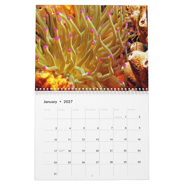 Kalender för havsanemonvägg (Jan 2027)