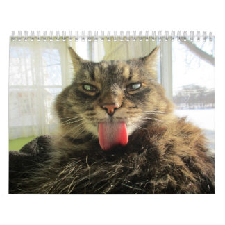 Kalender för Maine Coon Kattunge