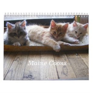 Kalender för Maine Coonkattunge