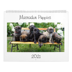 Kalender för mellanliggande valpar