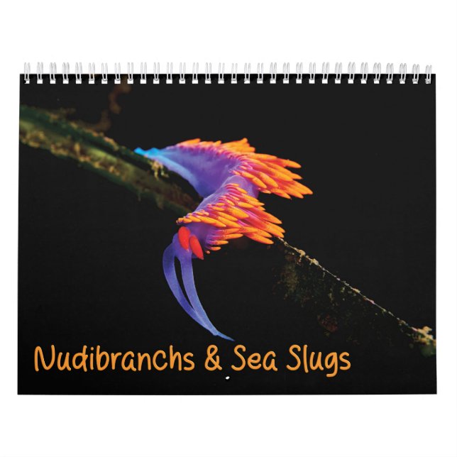 Kalender för nudibranchers & Sea Slugs (Omslag)