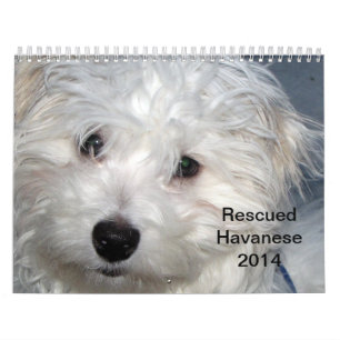 Kalender för räddingHavanese valper 2014