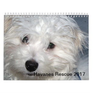 Kalender för räddingHavanese valper 2014