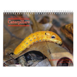 Kalender för trädgårdserieCaterpillars