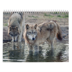 Kalender för varggrå färgvarg