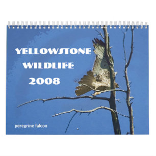 Kalender för Yellowstone djurliv 2008