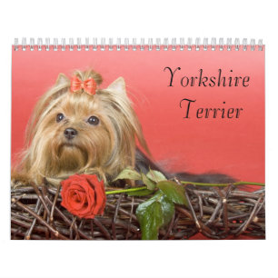 Kalender för Yorkshire Terrier