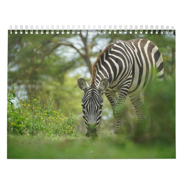 Kalender för Zebra-djur (Omslag)