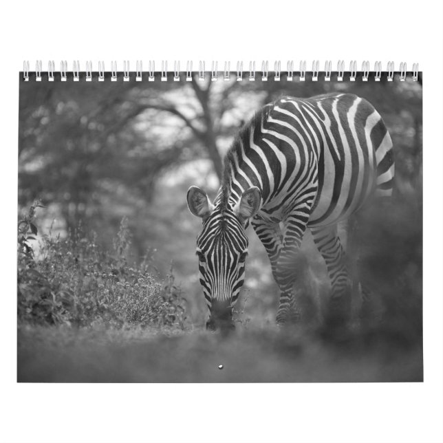 Kalender för Zebra-djur B/W (Omslag)