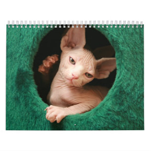 Kalender   GoSphynx.com för Sphynx kattvägg