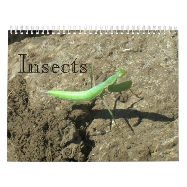 Kalender - Insektra (Omslag)