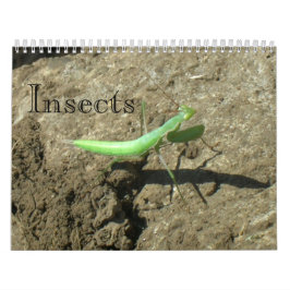 Kalender - Insektra