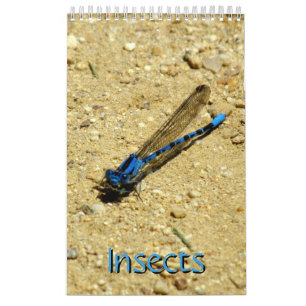 Kalender - Insektra med flygande