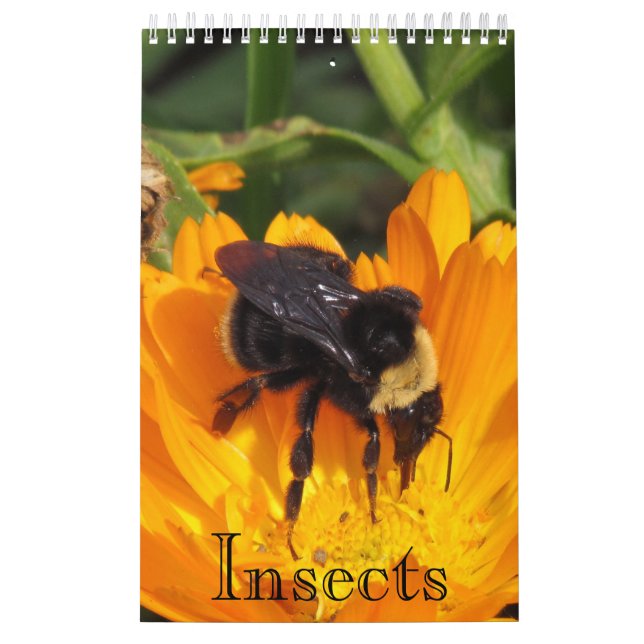 Kalender - Insektra (sgl) pg.) (Omslag)