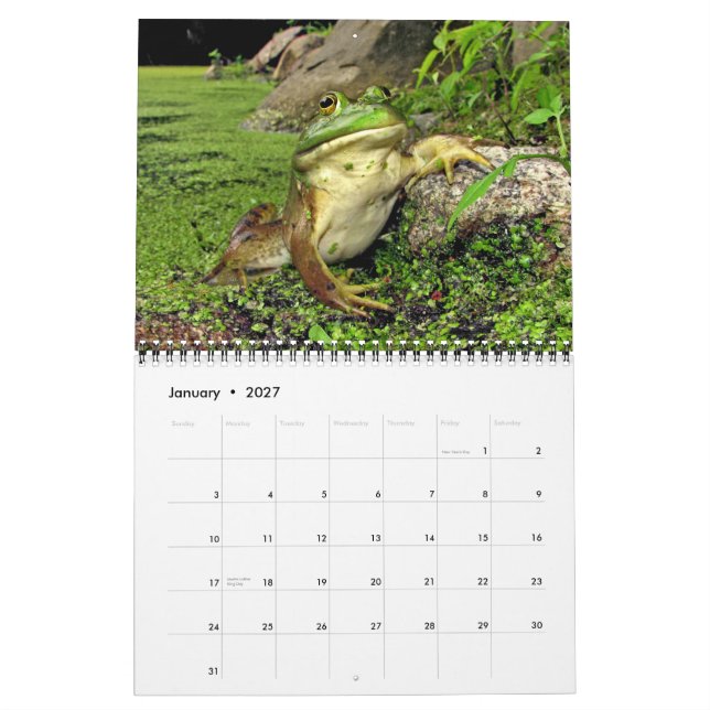 Kalender med dammgrodor (Jan 2027)