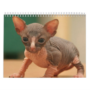 Kalender med gulliga kattungar för en sphynx