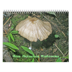 Kalender - mer fantastiska svampar