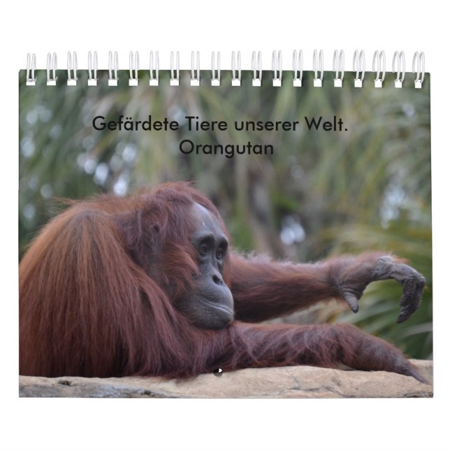 Kalender-Orangutan Kalender (Omslag)