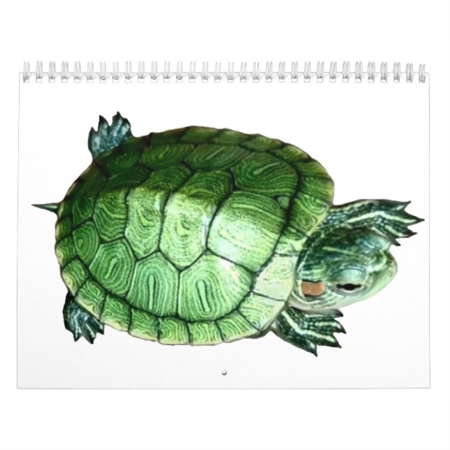 Kalender Sköldpadda (Omslag)