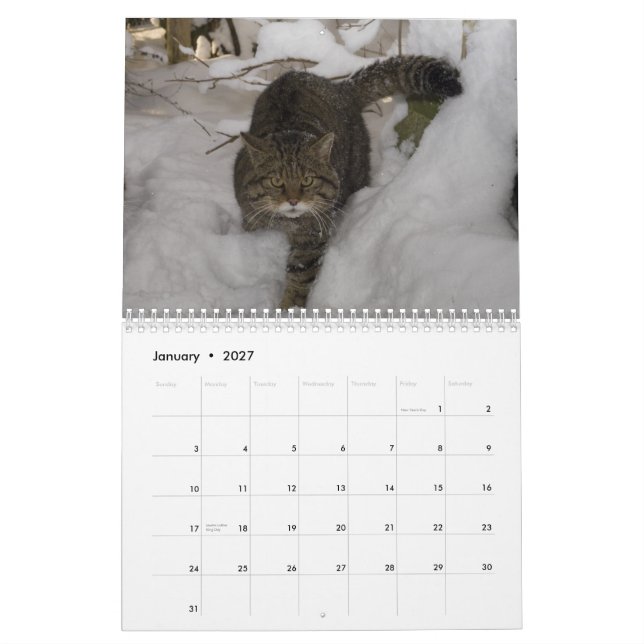 Kalender - skotsk vildkatt (Jan 2027)