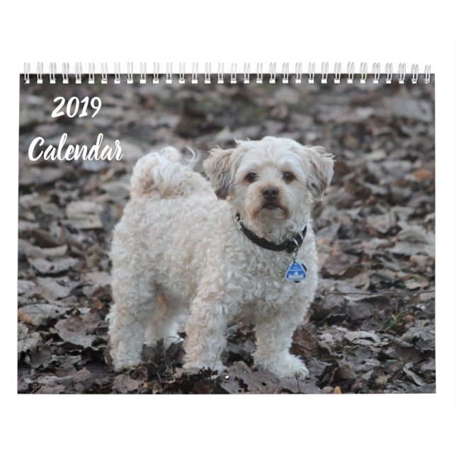 Kalendern Pudel Hund Bilder Kalender (Omslag)