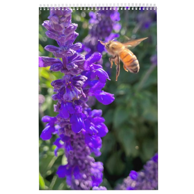 Kalenderpollinatorer: Bin och Fjärilar Kalender (Omslag)