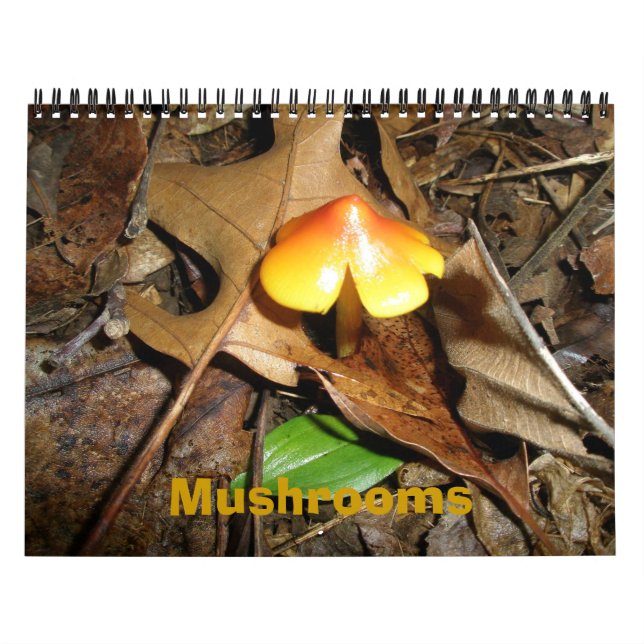 Kalendersvampar Kalender (Omslag)