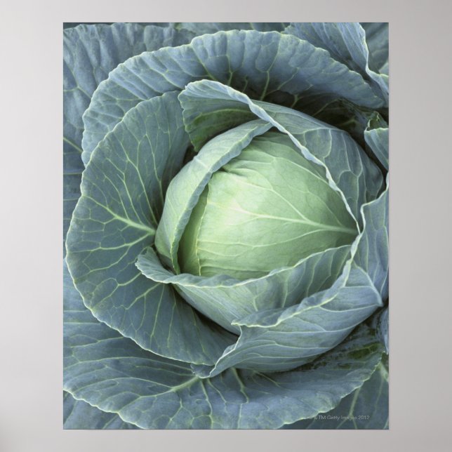 Kålhuvud med droppar av vatten på kålen. poster (Framsidan)