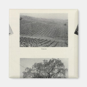 Kalifornien 4 magnet
