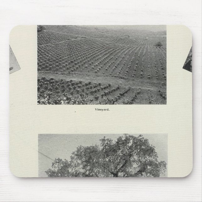 Kalifornien 4 musmatta (Framsidan)