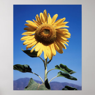 Kalifornien, A Mammoth Solros (Helianthus) 3 Poster