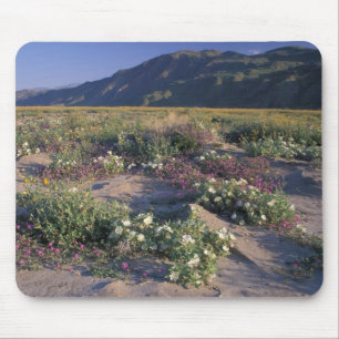 Kalifornien, Anza-Borrego Desert SP, Sand Musmatta