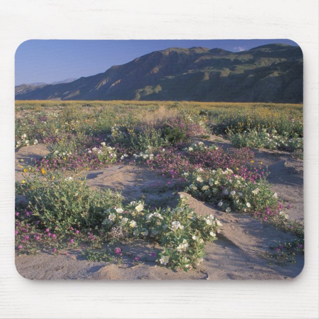 Kalifornien, Anza-Borrego Desert SP, Sand Musmatta (Framsidan)