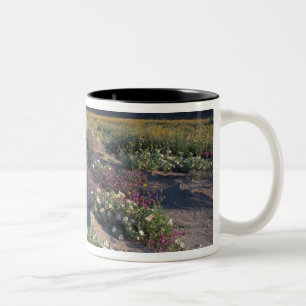 Kalifornien, Anza-Borrego Desert SP, Sand Två-Tonad Mugg