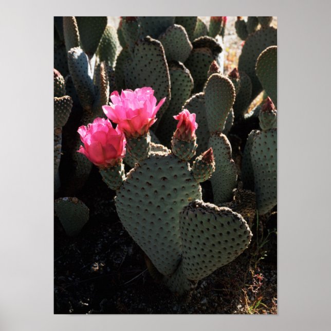 Kalifornien, Anza Borrego Desert State Park 1 Poster (Framsidan)