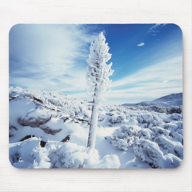 Kalifornien, Anza Borrego Desert State Park 2 Musmatta (Framsidan)