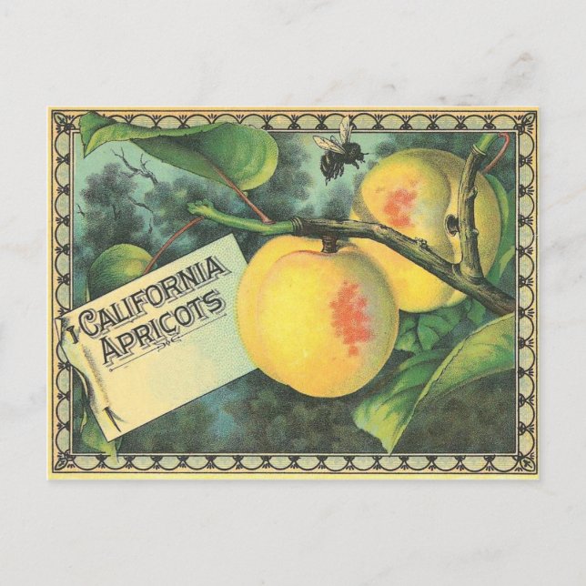 Kalifornien Apricots Vykort (Framsida)