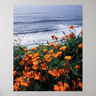 Kalifornien, Big Sur Kusten, California Poppy Poster