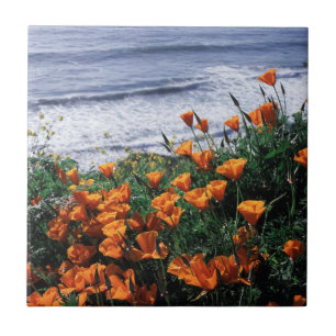 Kalifornien, Big Sur-kusten, Kalifornien vallmo Kakelplatta