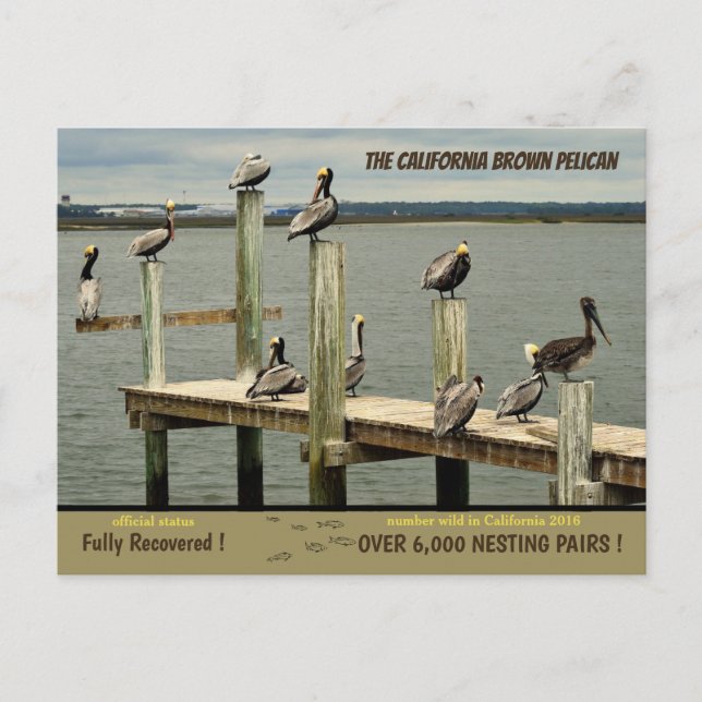 Kalifornien Brown Pelican Helg Vykort (Framsida)