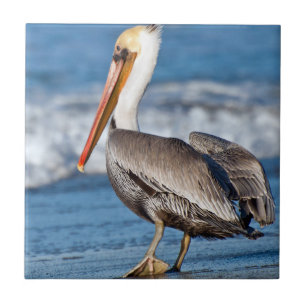 Kalifornien Brown Pelican Kakelplatta