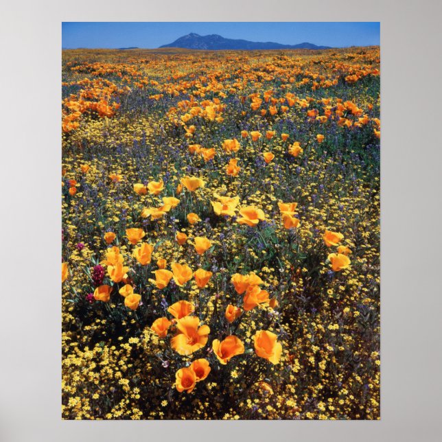 Kalifornien, Cleveland National Forest Poster (Framsidan)